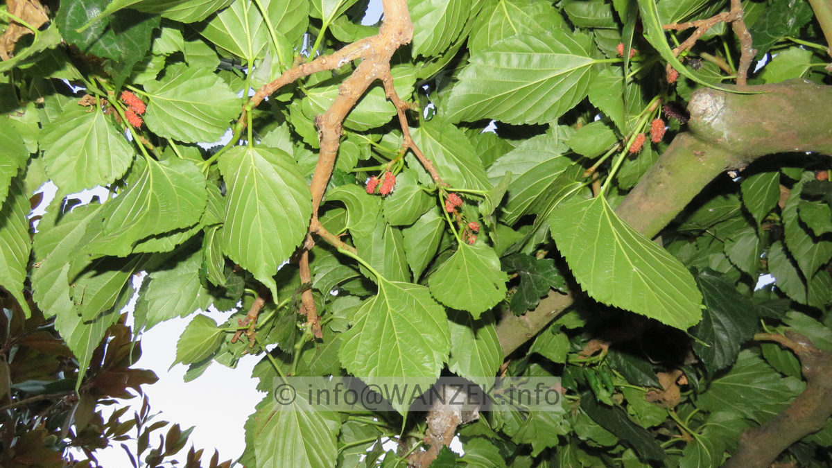 Morus alba Pendula Dachform 03 Fruechte.JPG